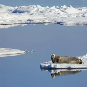 Bearded Seal Print: Melting Arctic Ice, Svalbard