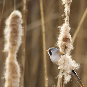 Bearded tit / reedling / parrotbill (Panurus biarmicus) adult male perched on Bullrush