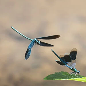 Beautiful demoiselle damselfly (Calopteryx virgo) male flying above Banded Demoiselle