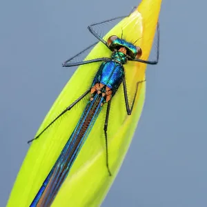 Beautiful demoiselle damselfly (Calopteryx virgo) female resting on Yellow iris (Iris pseudacorus) bud. Cornwall, England, UK. May Beautiful demoiselle damselfly (Calopteryx virgo) female resting on Yellow iris (Iris pseudacorus) bud. Cornwall, England, UK. May