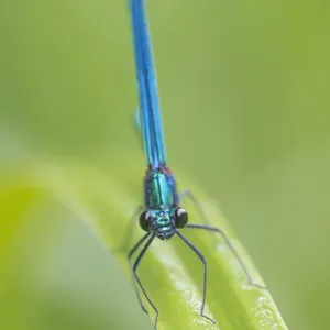 Beautiful demoiselle damselfly (Calopteryx virgo) male, Peerdsbos, Brasschaat, Belgium Beautiful demoiselle damselfly (Calopteryx virgo) male, Peerdsbos, Brasschaat, Belgium