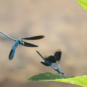 Beautiful demoiselle damselfly (Calopteryx virgo) male flying above Banded Demoiselle Beautiful demoiselle damselfly (Calopteryx virgo) male flying above Banded Demoiselle