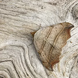 Beautiful hook-tip moth (Laspeyria flexula). Peak District National Park, Derbyshire, UK