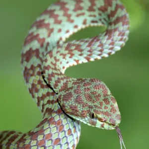 Beautiful pit viper print, captive in Thailand Beautiful pit viper print, captive in Thailand