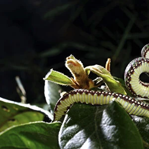 Beautiful pitviper (Trimeresurus venustus) juvenile, captive occurs in Thailand. Venomous species