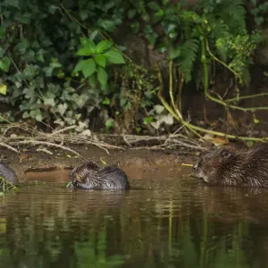 Le castor (Castor fibre) femelle se nourrissant de la galle du saule avec ses deux petits, Loutre des rivières. Le castor (Castor fibre) femelle se nourrissant de la galle du saule avec ses deux petits, Loutre des rivières.