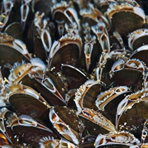 Bed of Common mussels (Mytilus edulis) growing on rocks, feeding, Megavissey, Cornwall