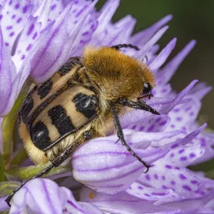 Bee beetle Print on Toothed orchid Bee beetle Print on Toothed orchid