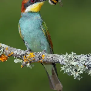 Bee-eater Print: Merops apiaster with Bumblebee Prey Bee-eater Print: Merops apiaster with Bumblebee Prey