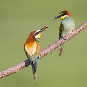 Bee-eater Male Print, Hungary Bee-eater Male Print, Hungary