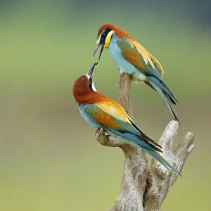 Bee-eater (Merops apiaster) offering mate beetle, Sierra de Grazalema Natural Park