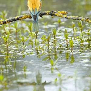 Bee-eater (Merops apiaster) reflected in water. Sierra de Grazalema Natural Park