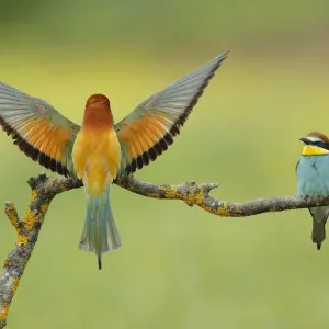 Bee-eater Print, Sierra de Grazalema Natural Park, southern Spain Bee-eater Print, Sierra de Grazalema Natural Park, southern Spain