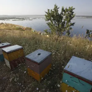 Bee hives on the edge of a lake near Patras, The Peloponnese, Greece, May 2009 Bee hives on the edge of a lake near Patras, The Peloponnese, Greece, May 2009