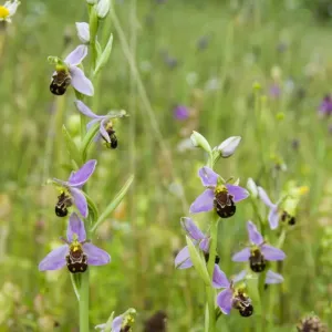 Framed and Canvas Prints plus a lot more: Steve Nicholls - Flowers of the Field