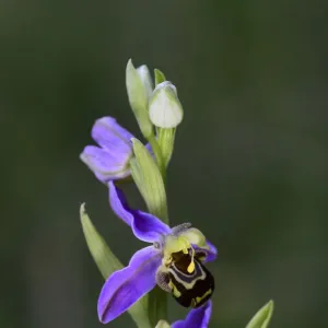 Bee orchid (Ophrys apifera) in flower. Dorset, UK, June