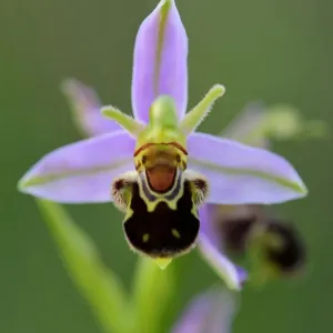 Orchidée abeille (Ophrys apifera). Parc naturel régional de Lorraine, Lorraine, France, juin. Orchidée abeille (Ophrys apifera). Parc naturel régional de Lorraine, Lorraine, France, juin.