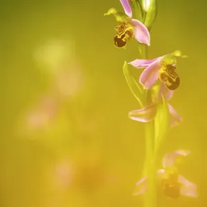 Bee orchid (Ophrys apifera), Powerstock Common, Dorset Wildlife Trust, Dorset, England, UK. June Bee orchid (Ophrys apifera), Powerstock Common, Dorset Wildlife Trust, Dorset, England, UK. June