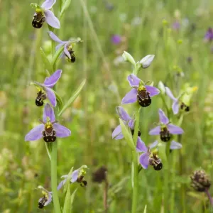 Bee orchid print, a photograph of Ophrys apifera in bloom Bee orchid print, a photograph of Ophrys apifera in bloom