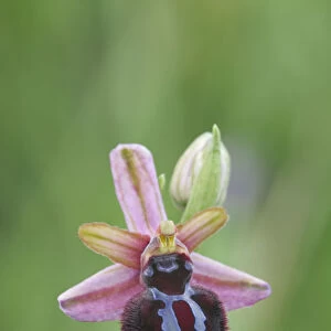 Bee orchid (Ophrys sipontensis) flower, Rugiano, Monte St Angelo, Gargano, Italy, April