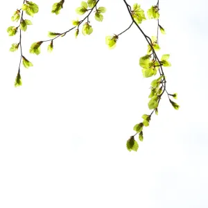 Beech (Fagus) leaves against white background. Scotland