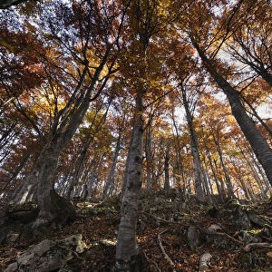 Beech (Fagus sp) forest in autumn, Piatra Craiului National Park, Transylvania, Southern