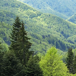 Beech (Fagus sylvatica) forest in Tarcu mountains nature reserve, Natura 2000 area