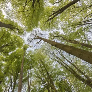 Beech (Fagus sylvatica) forest, view into canopy from below