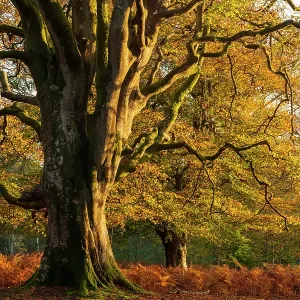 Beech Tree Print amidst Bracken, Bolderwood Beech Tree Print amidst Bracken, Bolderwood
