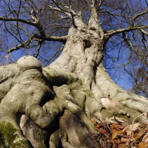 Beech Tree Print, Paxton House Estate Beech Tree Print, Paxton House Estate