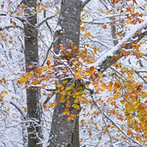 Beech (Fagus sylvatica) woodland with dusting of snow and autumn leaves on branch