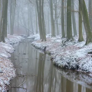 Forêt de hêtre (Fagus sylvatica) reflétée dans un ruisseau, neige sur les berges. Forêt de hêtre (Fagus sylvatica) reflétée dans un ruisseau, neige sur les berges.