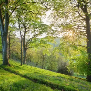 Framed and Canvas Prints plus a lot more: Green Woodlands
