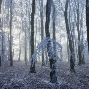 Beech (Fagus sylvatica) woodland trees covered with hoar frost. West Woods, Compton Abbas Beech (Fagus sylvatica) woodland trees covered with hoar frost. West Woods, Compton Abbas