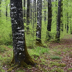 Beech forest (Fagus sylvatica) in spring, Vosges Mountain, France, May