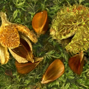Beech nuts and beechmast of European beech tree {Fagus sylvatica} Dorset, UK, September