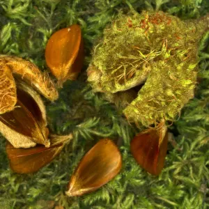 Beech nuts and beechmast of European beech tree {Fagus sylvatica} Dorset, UK, September