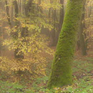 Beech trees in autumn mist, Morvan regional park, Burgundy, France, November 2010