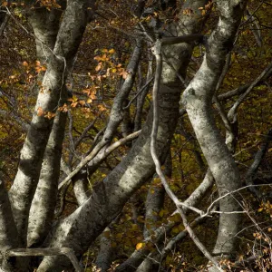 Beech trees (Fagus sylvatica) in autumn, Valia Calda, Pindos NP, Pindos Mountains