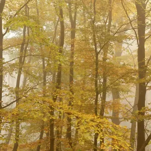 Beech trees (Fagus sylvatica) in autumn mist, Beacon Hill Country Park, The National Forest, Leicestershire, UK, October 2010 Beech trees (Fagus sylvatica) in autumn mist, Beacon Hill Country Park, The National Forest, Leicestershire, UK, October 2010