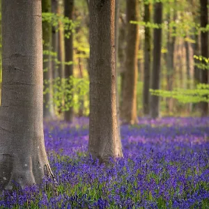 Beech trees and English bluebells print, West Wood, Wiltshire Beech trees and English bluebells print, West Wood, Wiltshire