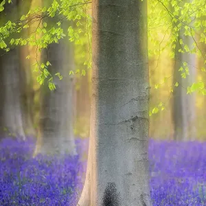 Beech trees and English bluebells soft focus print Beech trees and English bluebells soft focus print