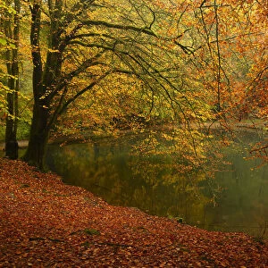Beech trees (Fagus sylvaticus) and pond in autumn, Waggoners Wells, Surrey, England, UK, October