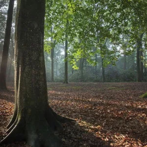 Beech wood (Fagus sylvatica) Peerdsbos, Brasschaat, Belgium