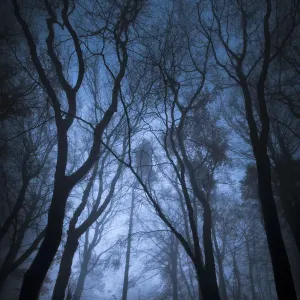 Beech woodland print in dense fog, Derbyshire landscape Beech woodland print in dense fog, Derbyshire landscape