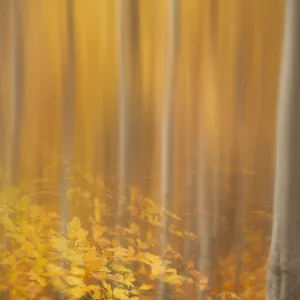 Beech woodland (Fagus sylvatica) in autumn, Rothiemurchus, Cairngorms National Park