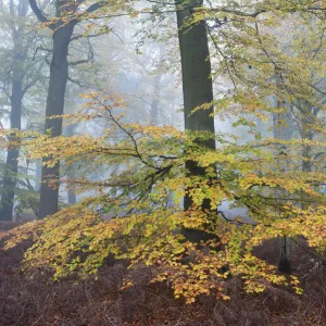 Beech woodland (Fagus sylvatica) Peerdsbos, Brasschaat, Belgium, November