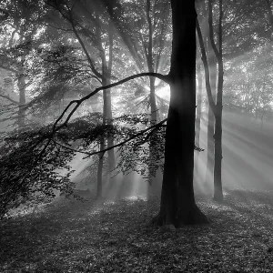Beech Woodland Print with Sun Rays Beech Woodland Print with Sun Rays