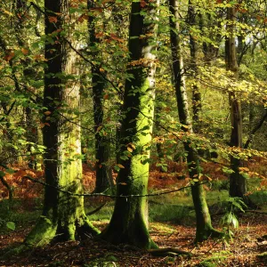 Beech woodland near Blackwater Brook. New Forest National Park. November 2014