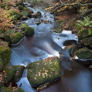 Beech woodland surrounding Burbage Brook. Padley Gorge, Peak District National Park, UK